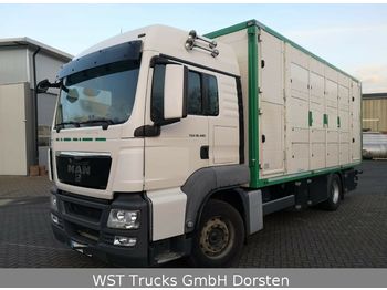 Livestock truck MAN TGX 18.480 LX Menke 2 Stock Vollalu: picture 1
