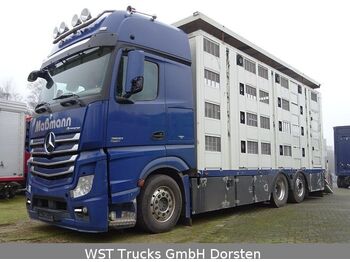Livestock truck Mercedes-Benz Actros  2551 Menke 4 Stock Vollalu Hubach: picture 1