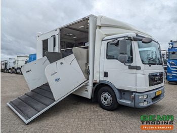 Horse truck MAN TGL 12.250 4x2 Euro5 EEV RC HorseTruck - 2a3 Paards - 135.000km - MARGE (V821): picture 3