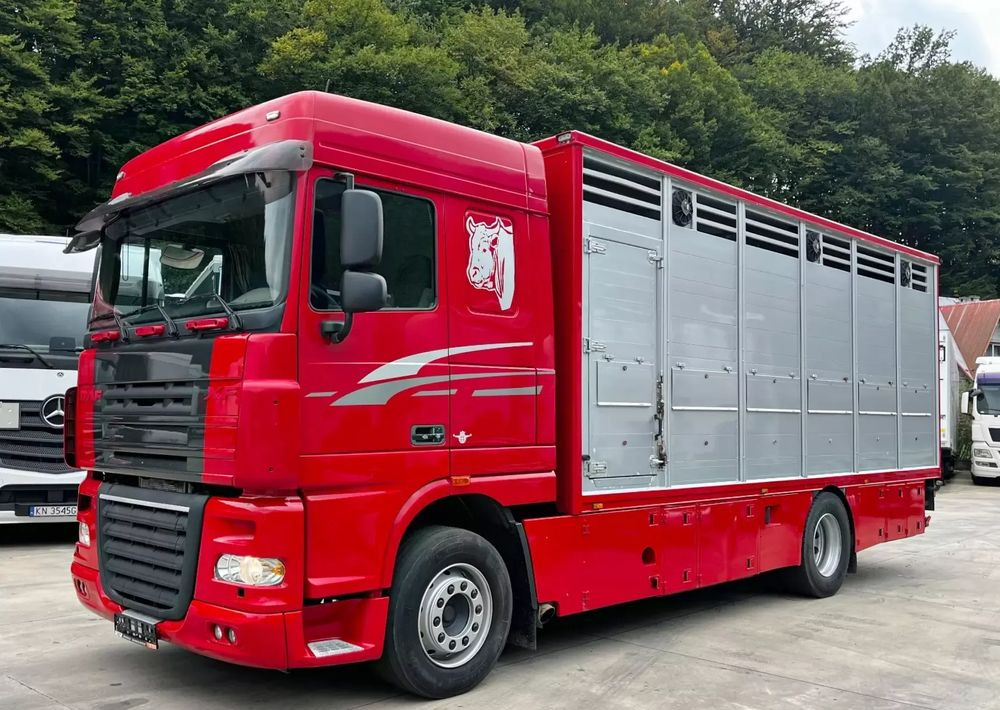 DAF XF 105.460 Euro 5 // Manual // Retarder // Do Żywca / Bydła / Zwierząt / - Livestock truck: picture 1 DAF XF 105.460 Euro 5 // Manual // Retarder // Do Żywca / Bydła / Zwierząt / - Livestock truck: picture 1