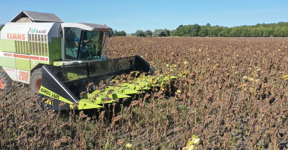 New Sunflower header Oros SUN 876 8 rzędowy, Nowe Przystawki do zbioru słonecznika,: picture 7 New Sunflower header Oros SUN 876 8 rzędowy, Nowe Przystawki do zbioru słonecznika,: picture 7